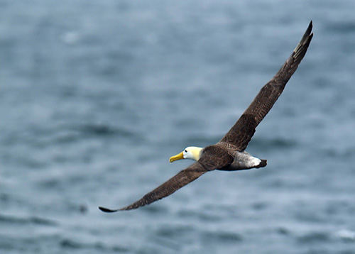 Galapagosalbatross (Waved Albatross) (Foto. Ketil Knudsen)