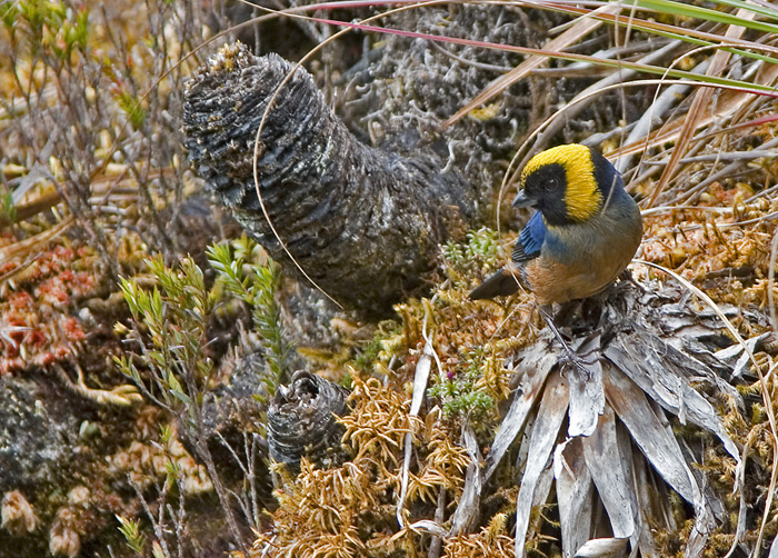 Golden-collared Tanager (Gullkragetanagar)