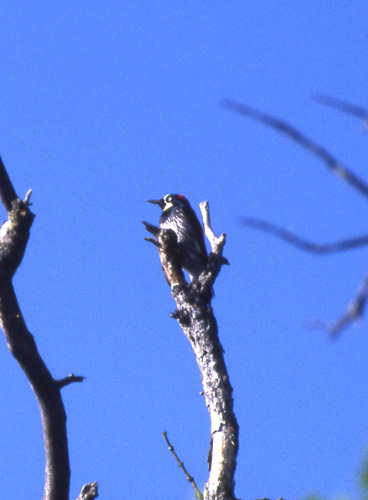 Eikespett (Acorn Woodpecker)