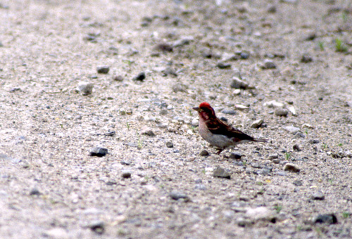 Rødkronerosenfink (Cassin's Finch)