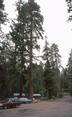 Winema National Forest West, Oregon