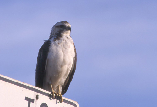 Rødhalevåk (Red-tailed "Krider's" Hawk); Denver, Colorado